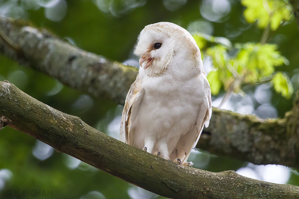 Barn Owl
