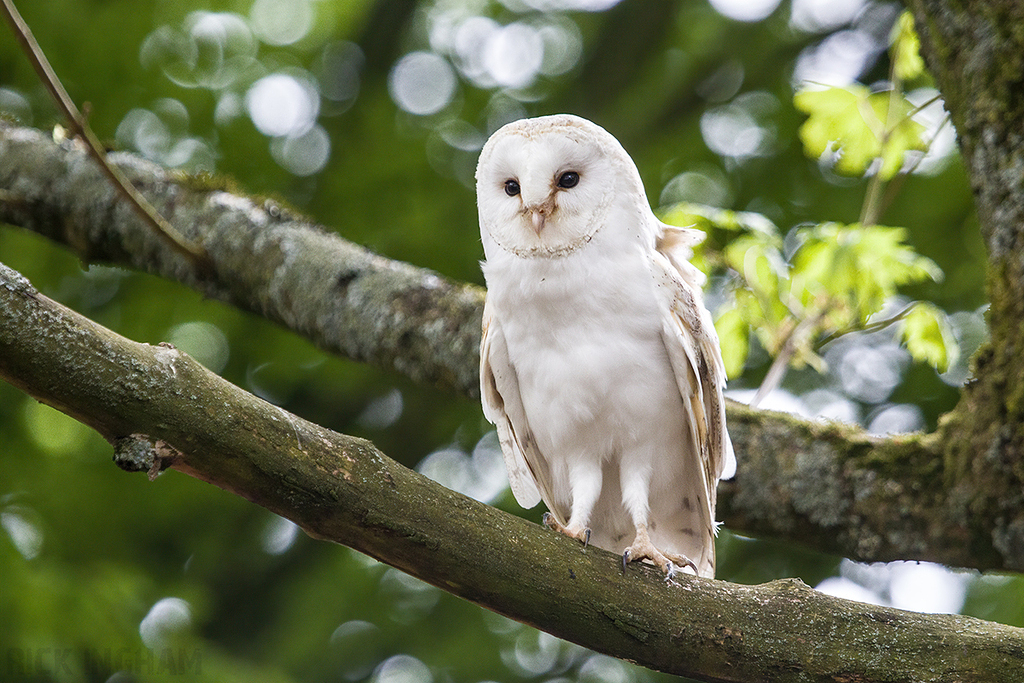 Barn Owl