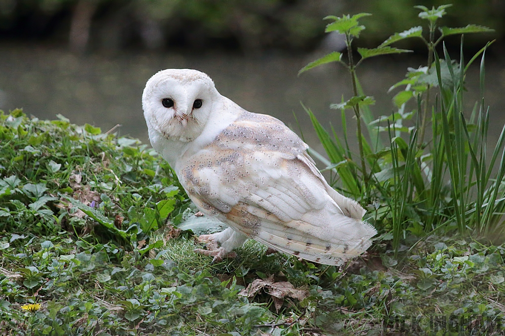 Barn Owl