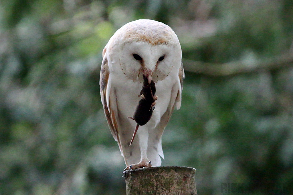 Barn Owl