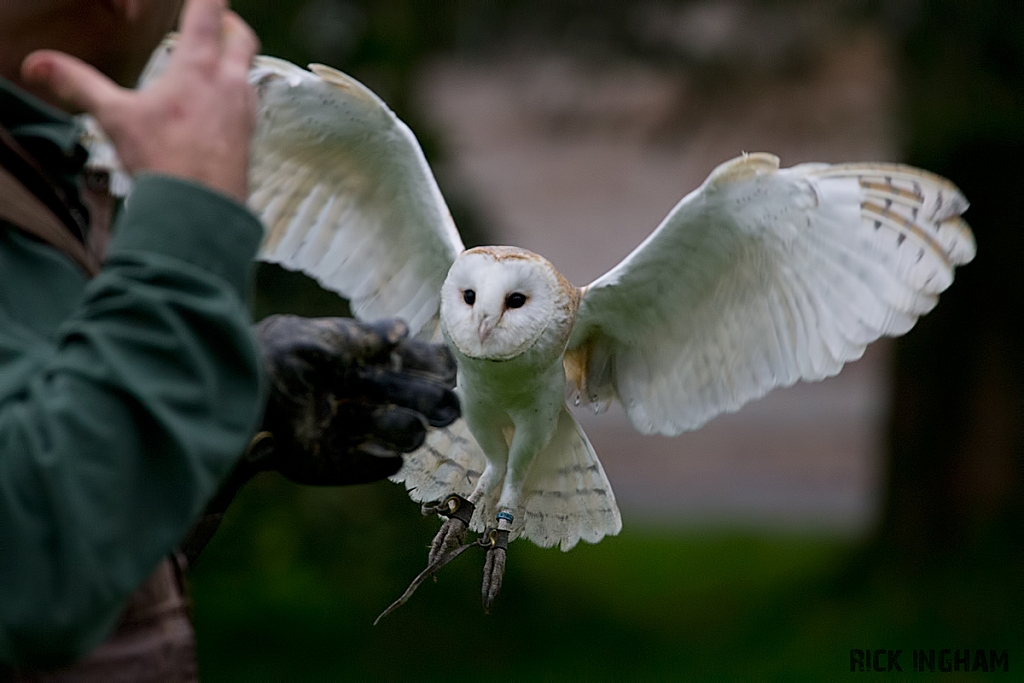 Barn Owl