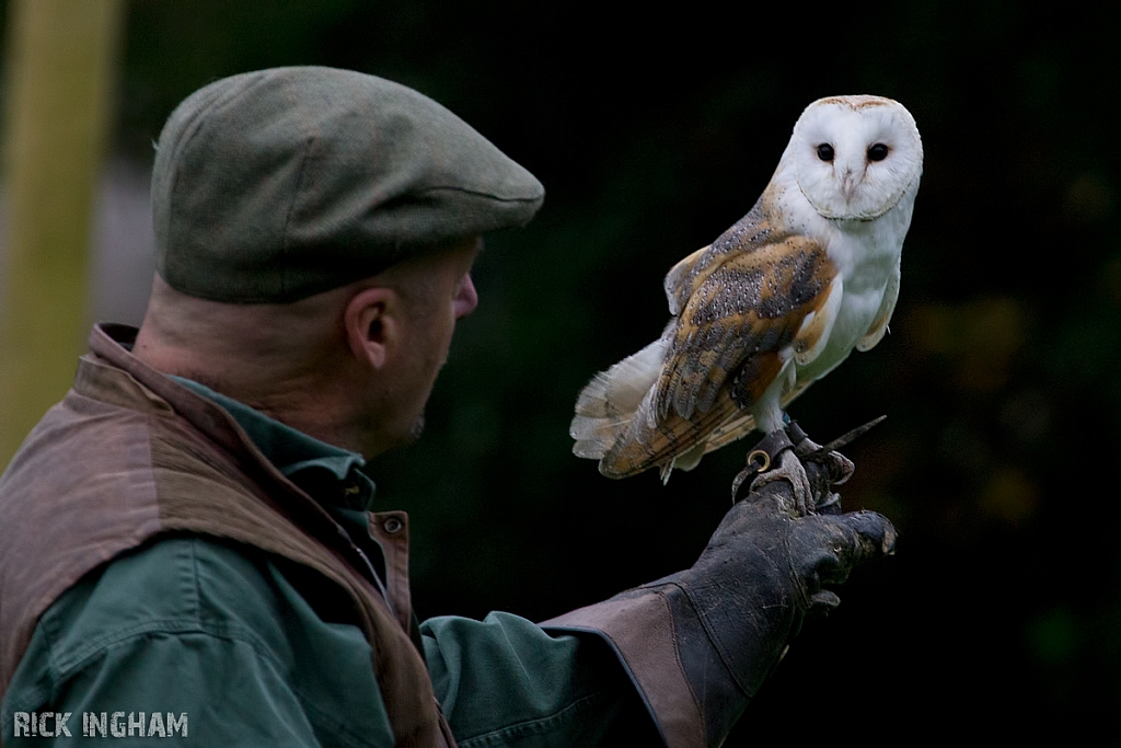 Barn Owl