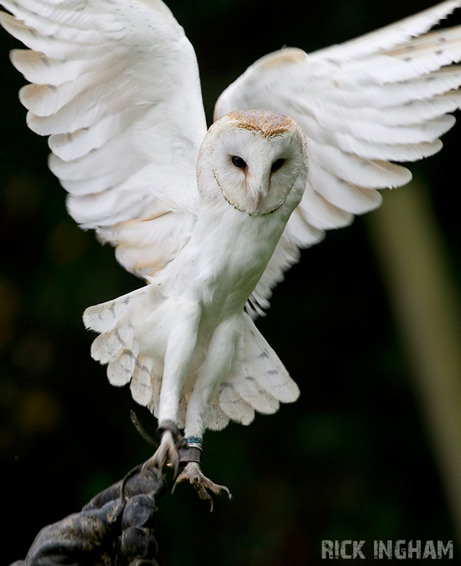 Barn Owl