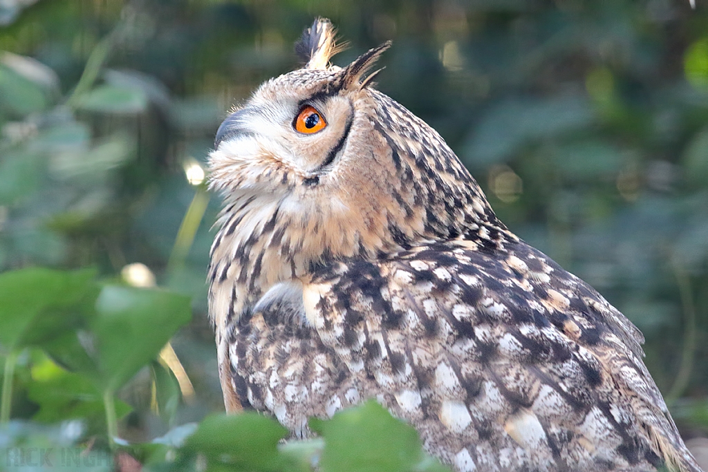 European Eagle Owl