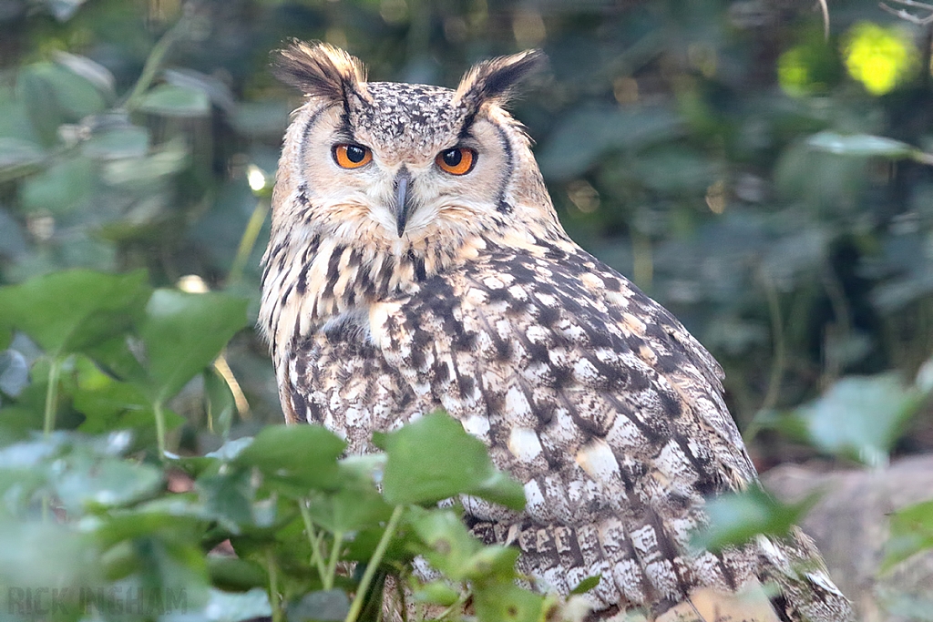 European Eagle Owl