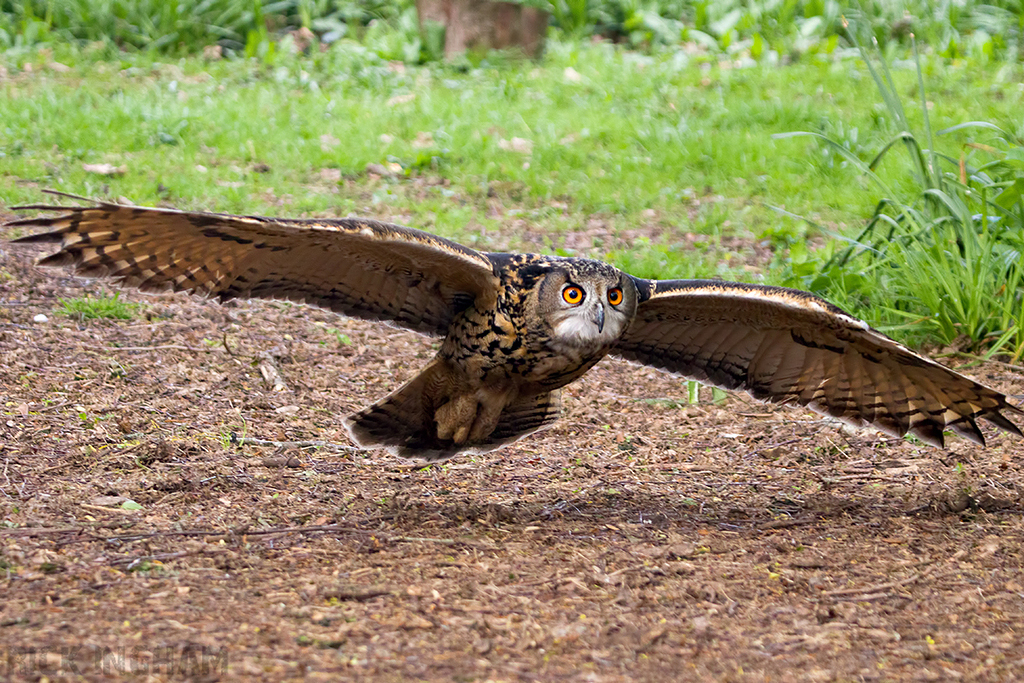 European Eagle Owl