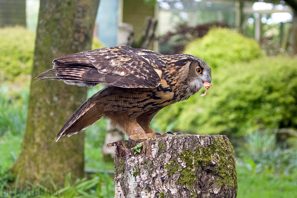 European Eagle Owl