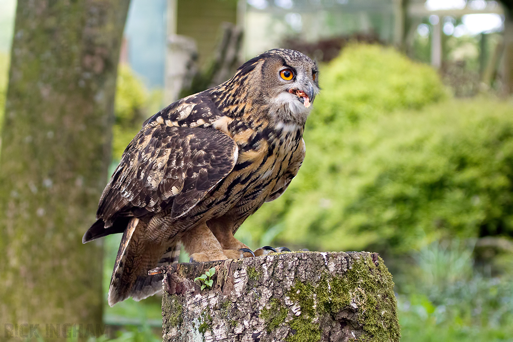 European Eagle Owl