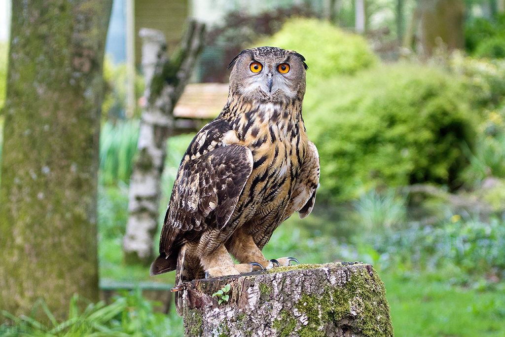 European Eagle Owl