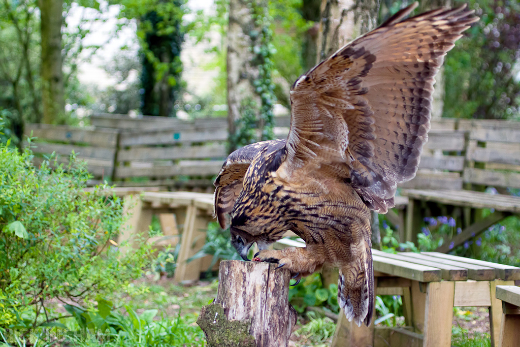 European Eagle Owl