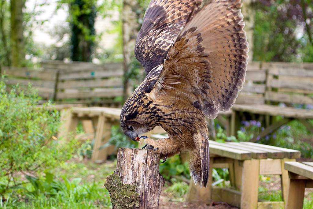 European Eagle Owl