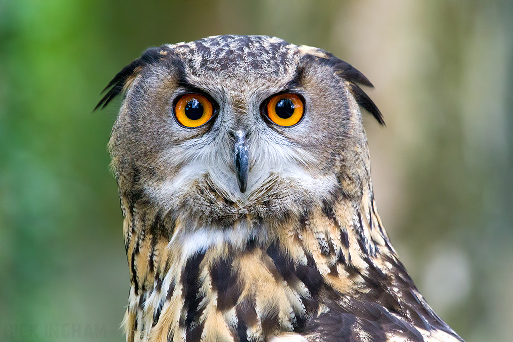 European Eagle Owl