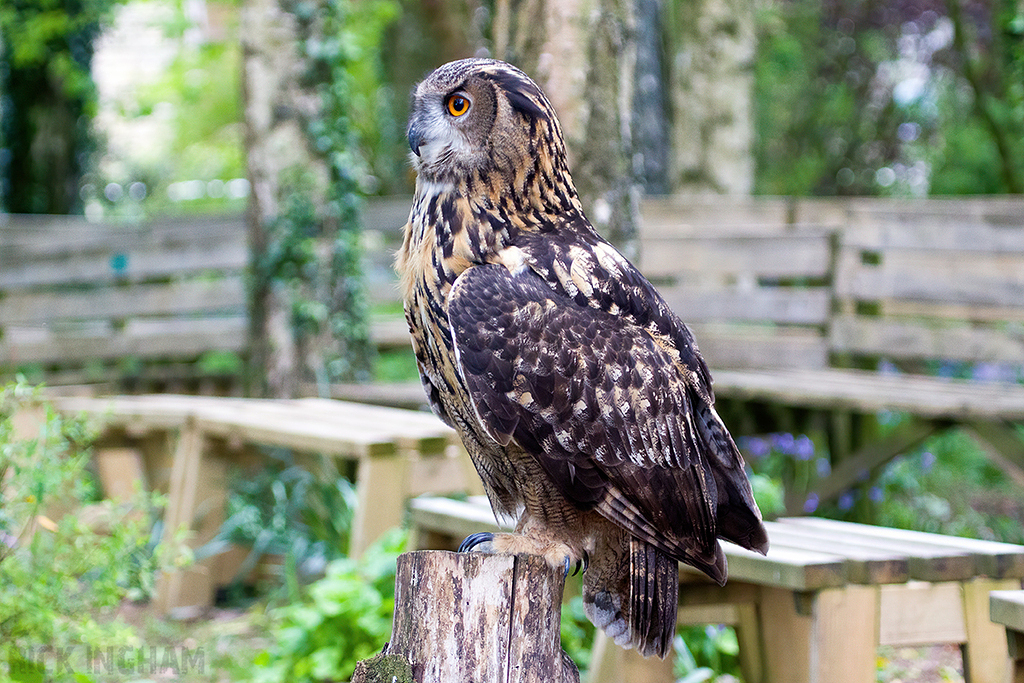 European Eagle Owl