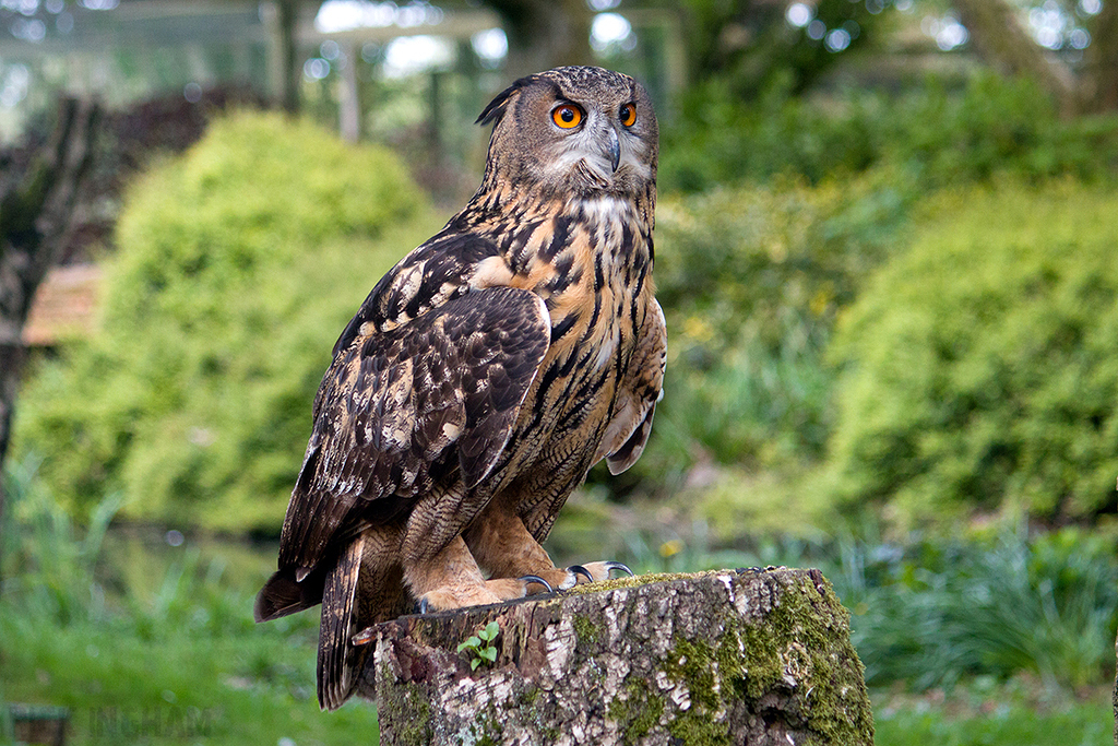 European Eagle Owl