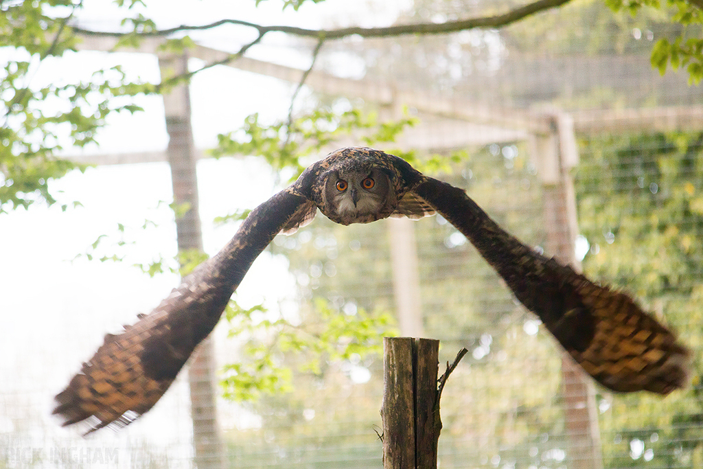 European Eagle Owl