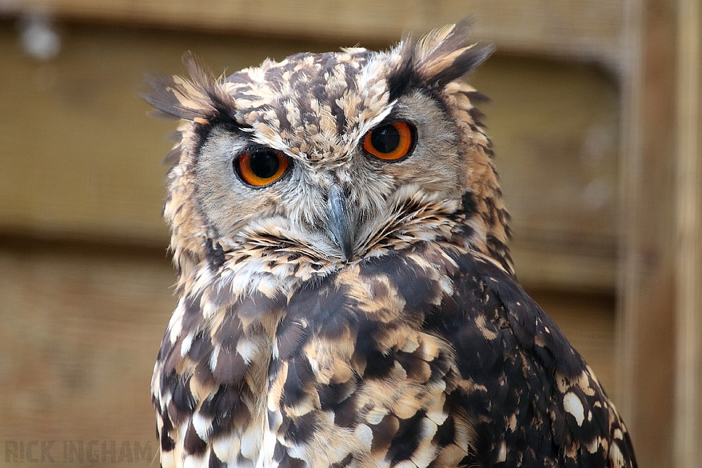 European Eagle Owl