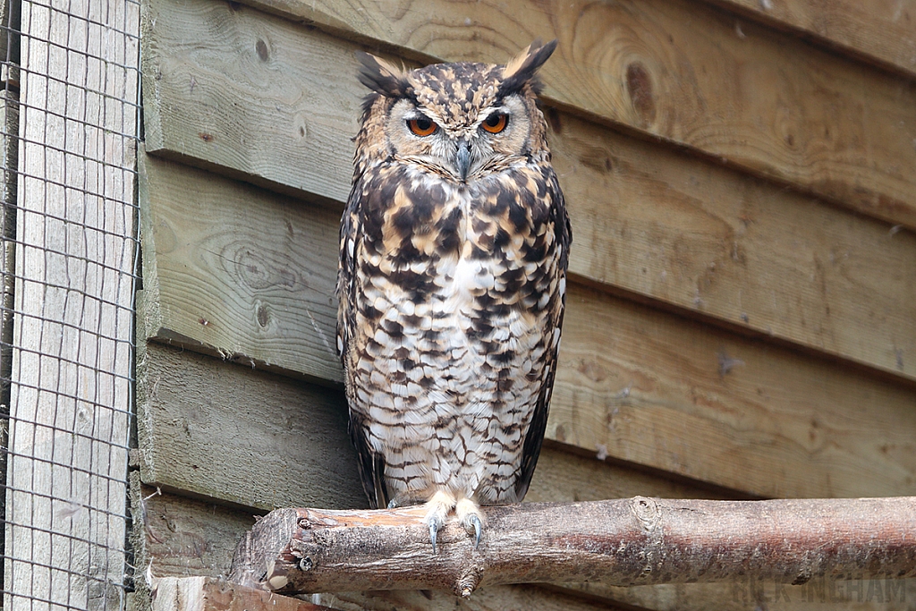 European Eagle Owl