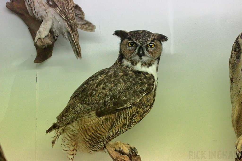 Eurasian Eagle Owl Taxidermy