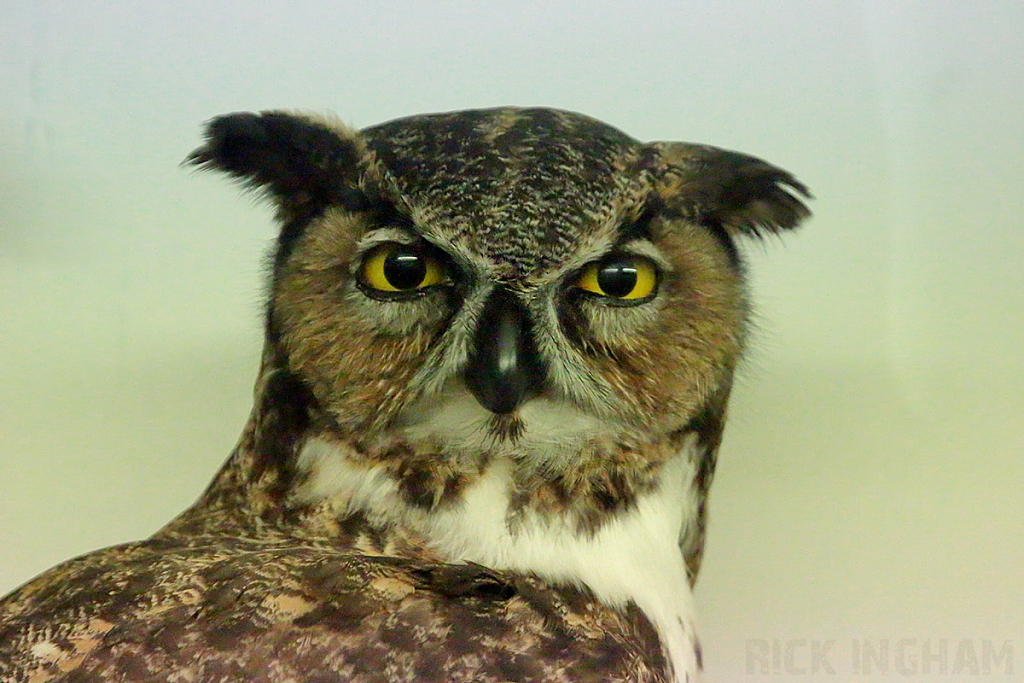 Eurasian Eagle Owl Taxidermy
