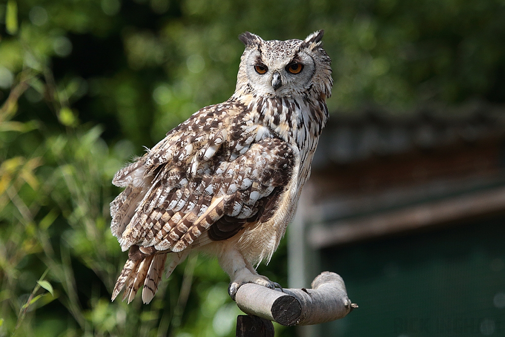 Eurasian Eagle Owl