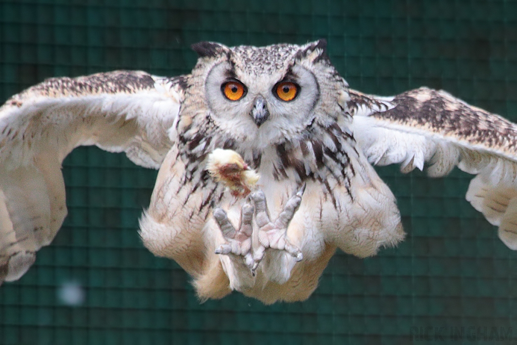 Eurasian Eagle Owl