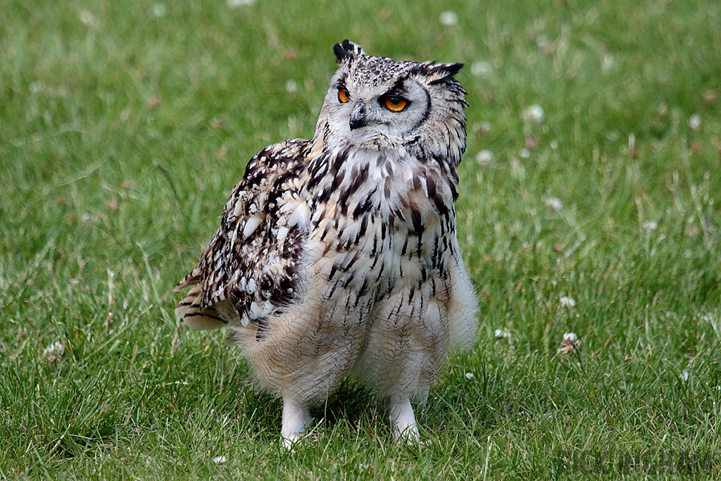 Eurasian Eagle Owl