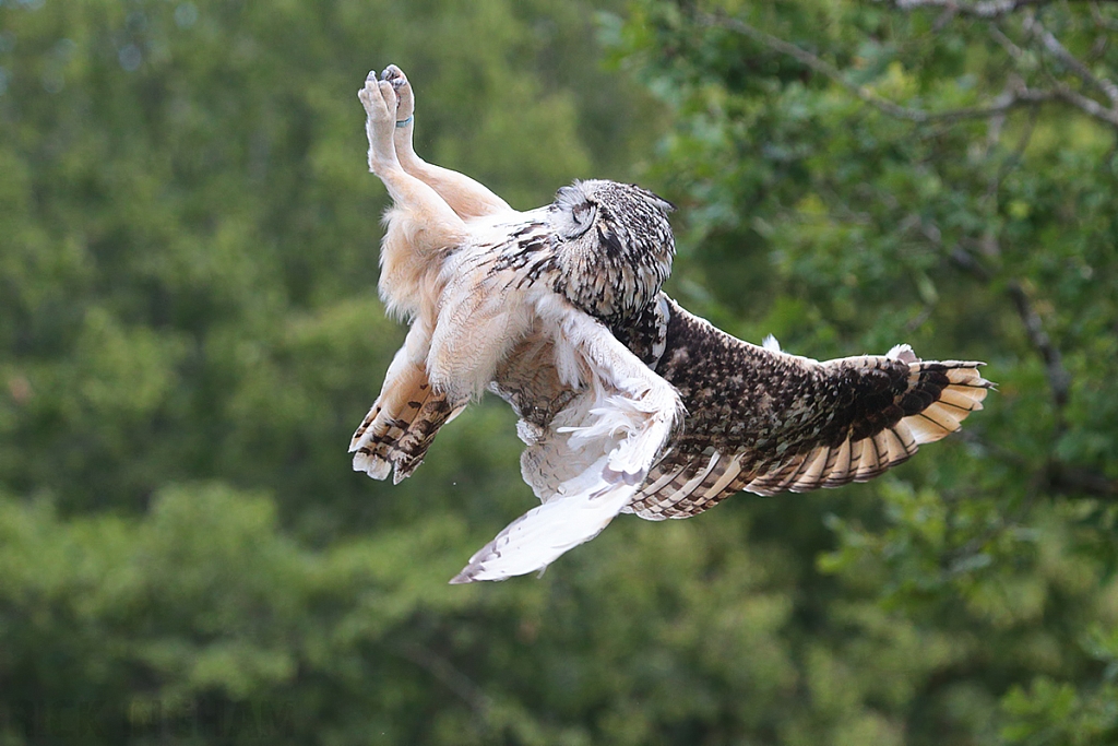 Eurasian Eagle Owl