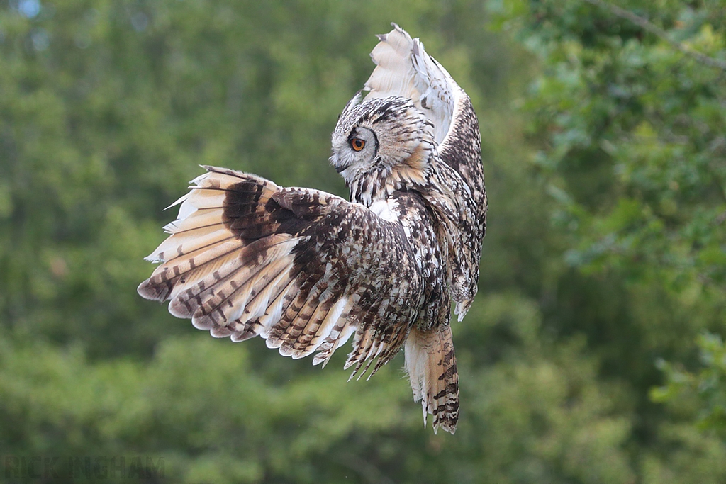 Eurasian Eagle Owl
