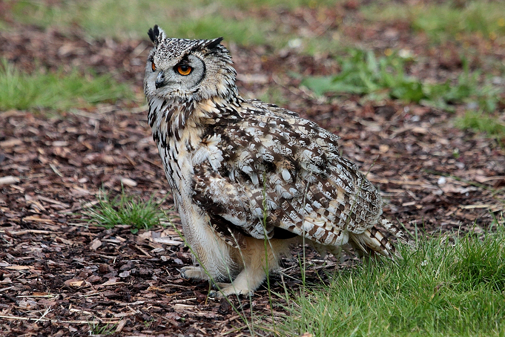 Eurasian Eagle Owl
