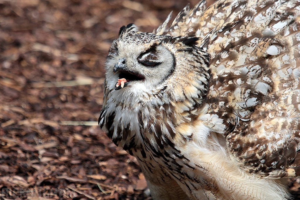 Eurasian Eagle Owl
