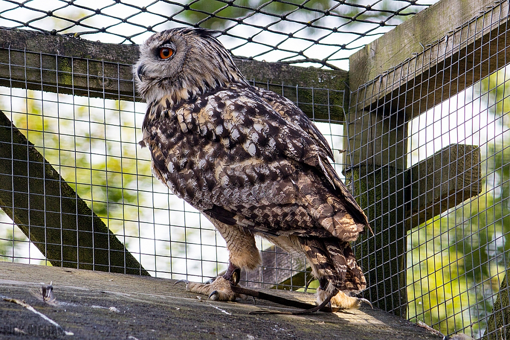 Eurasian Eagle Owl