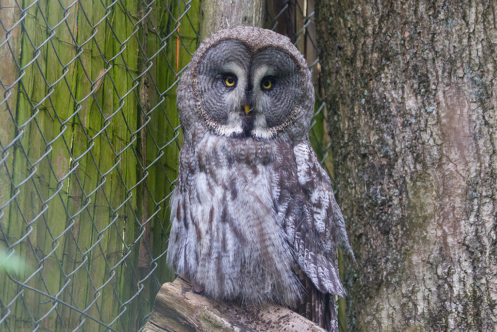 Great Grey Owl