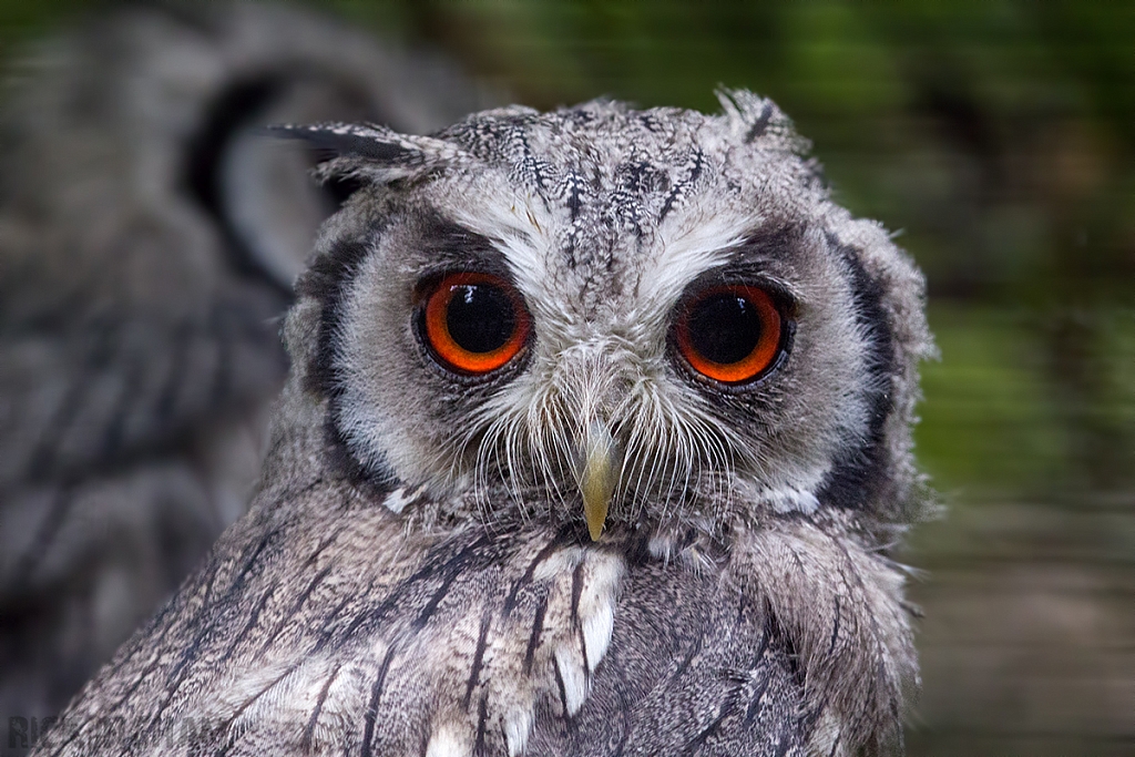 Northern White Faced Owl