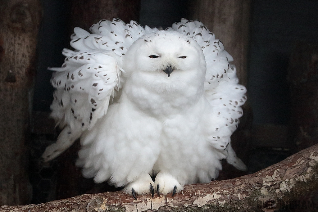 Snowy Owl