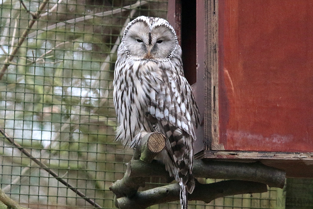 Ural Owl