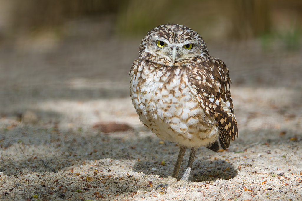 Burrowing Owl