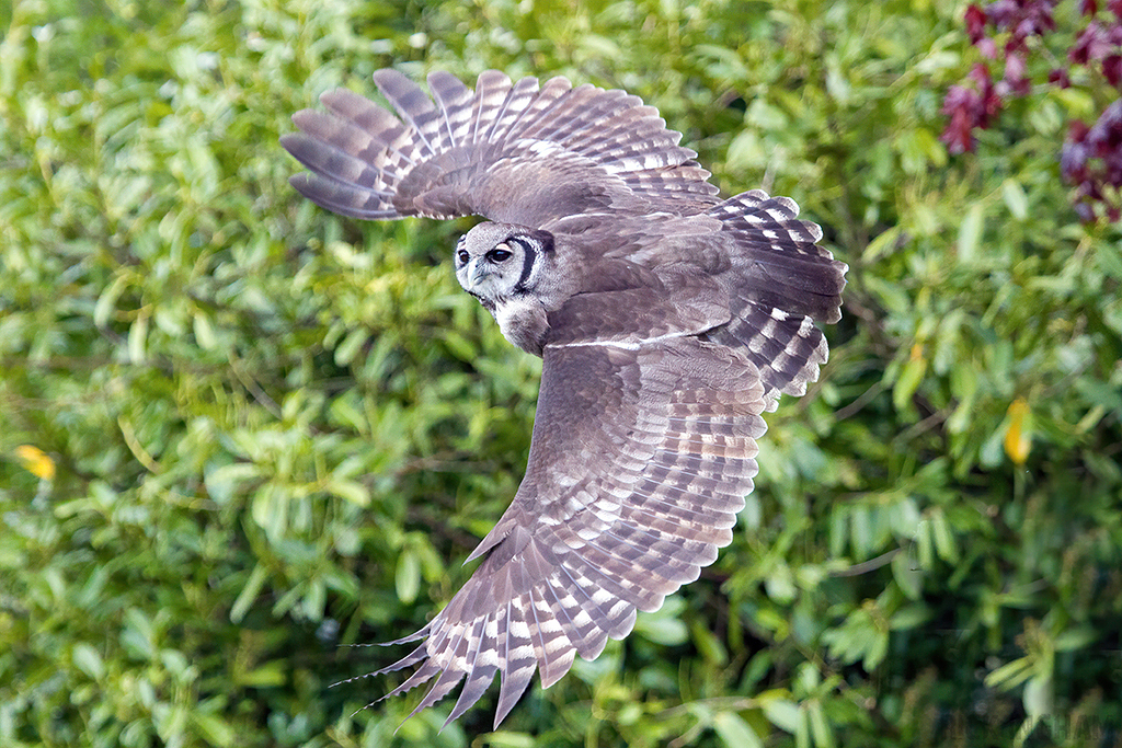 Verreaux's Eagle Owl