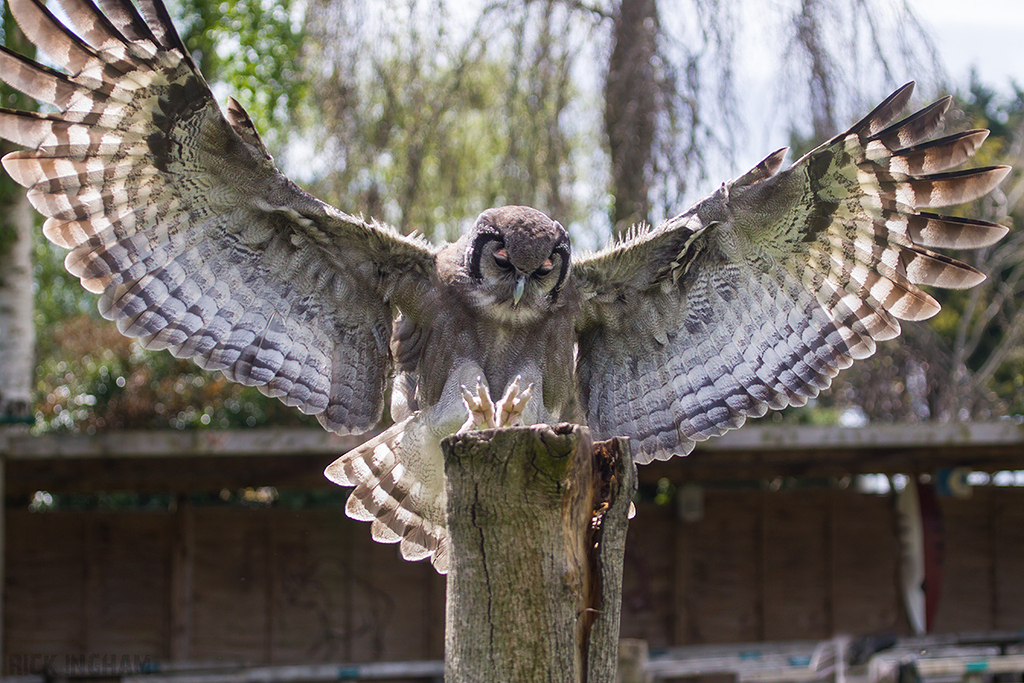 Verreaux's Eagle Owl