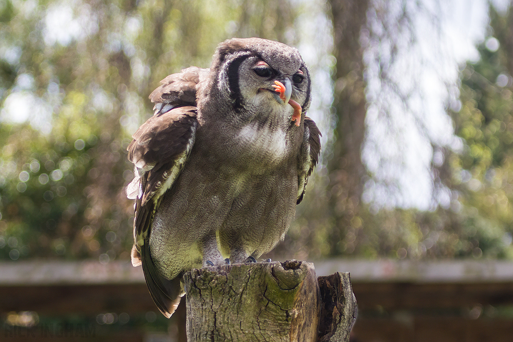 Verreaux's Eagle Owl