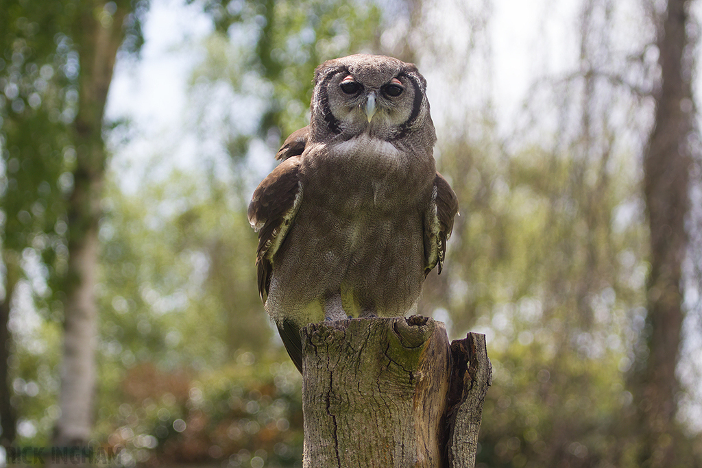 Verreaux's Eagle Owl