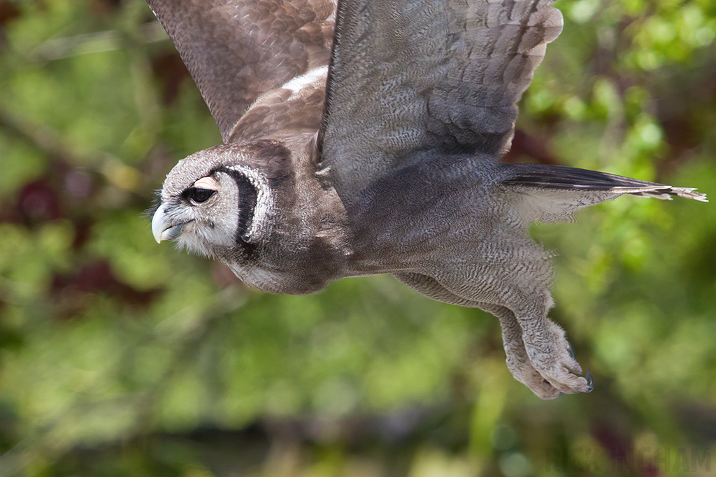 Verreaux's Eagle Owl