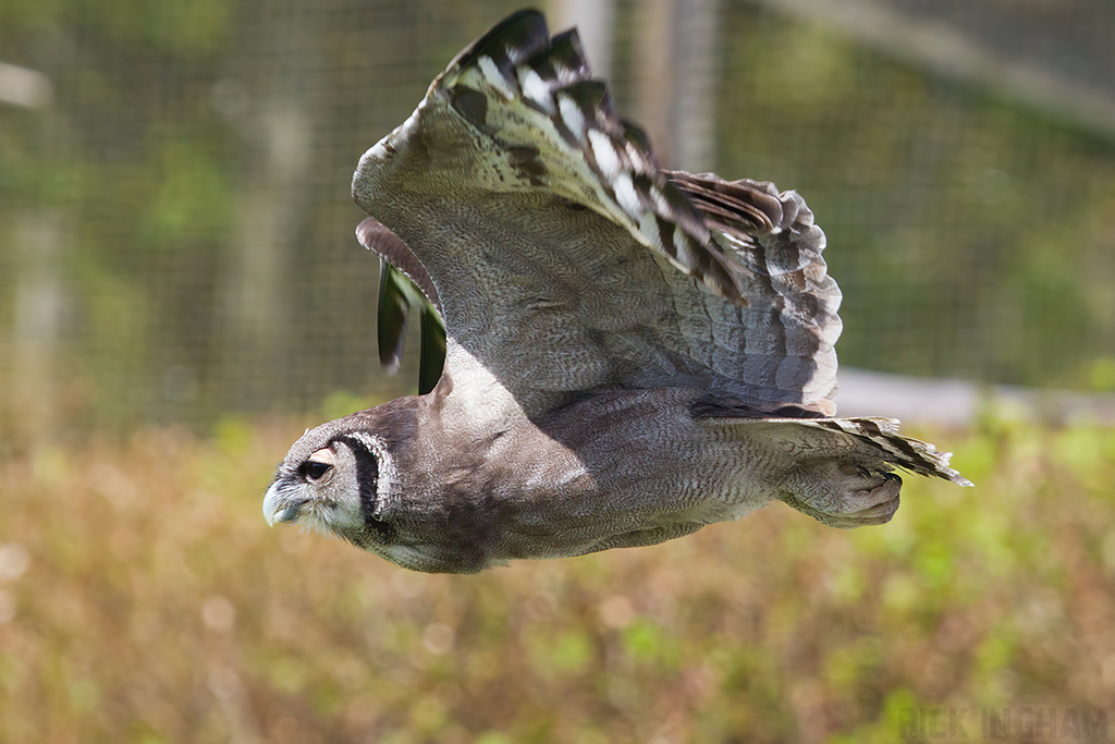 Verreaux's Eagle Owl