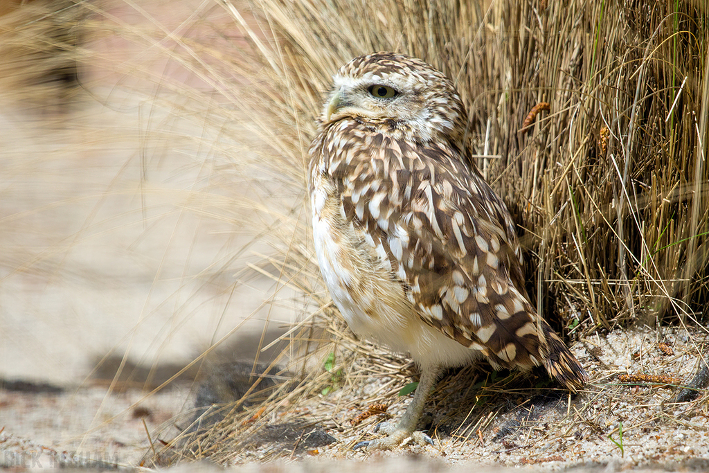 Burrowing Owl