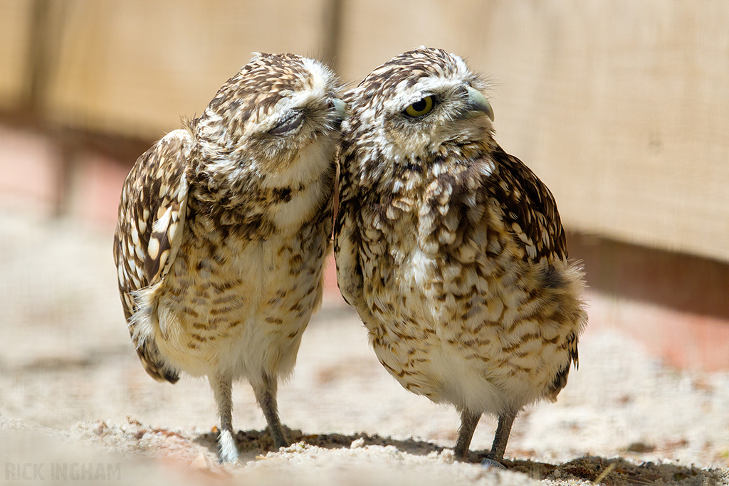 Burrowing Owl