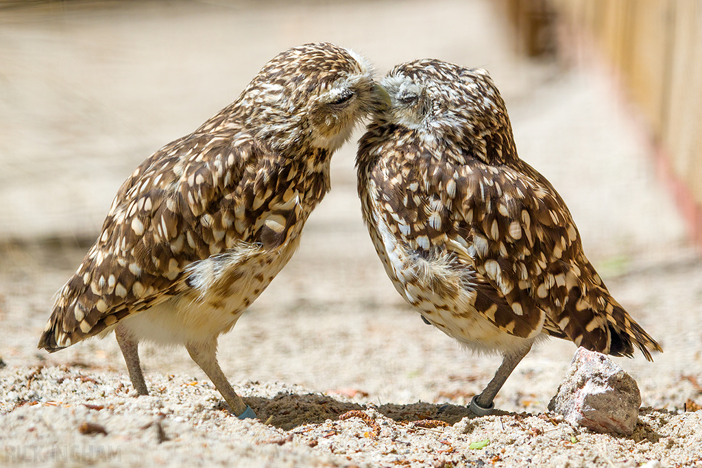 Burrowing Owl