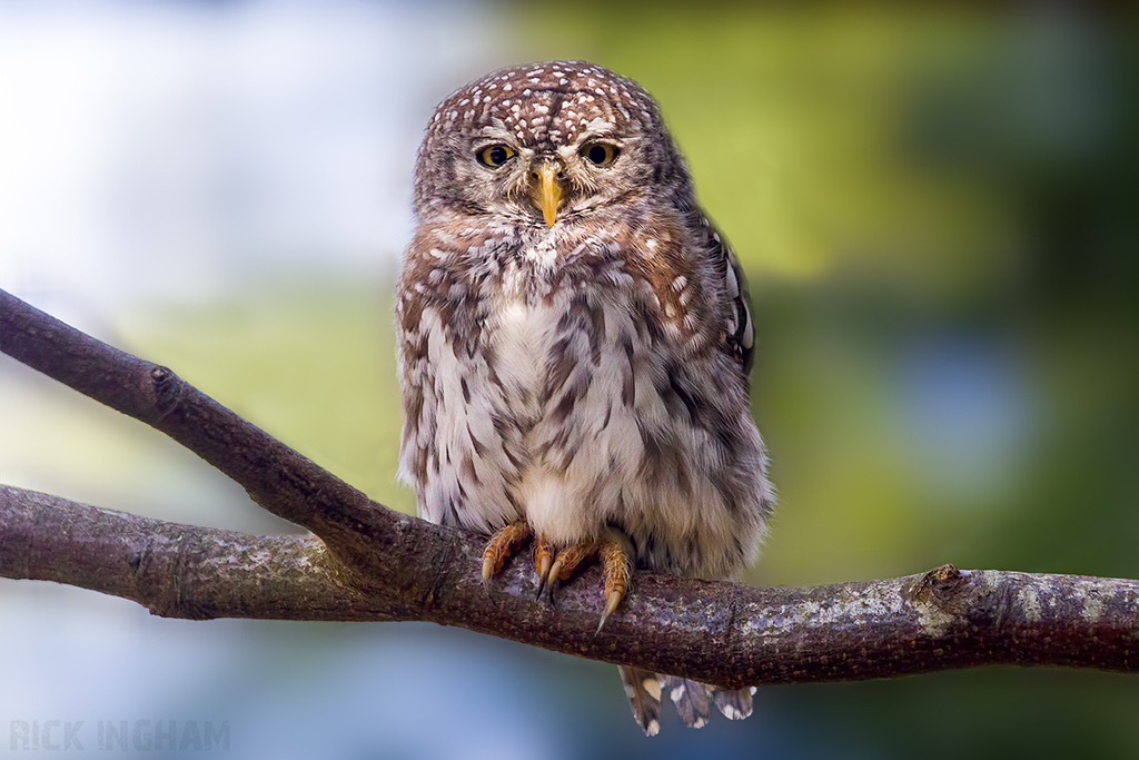 Pearl-Spotted Owlet