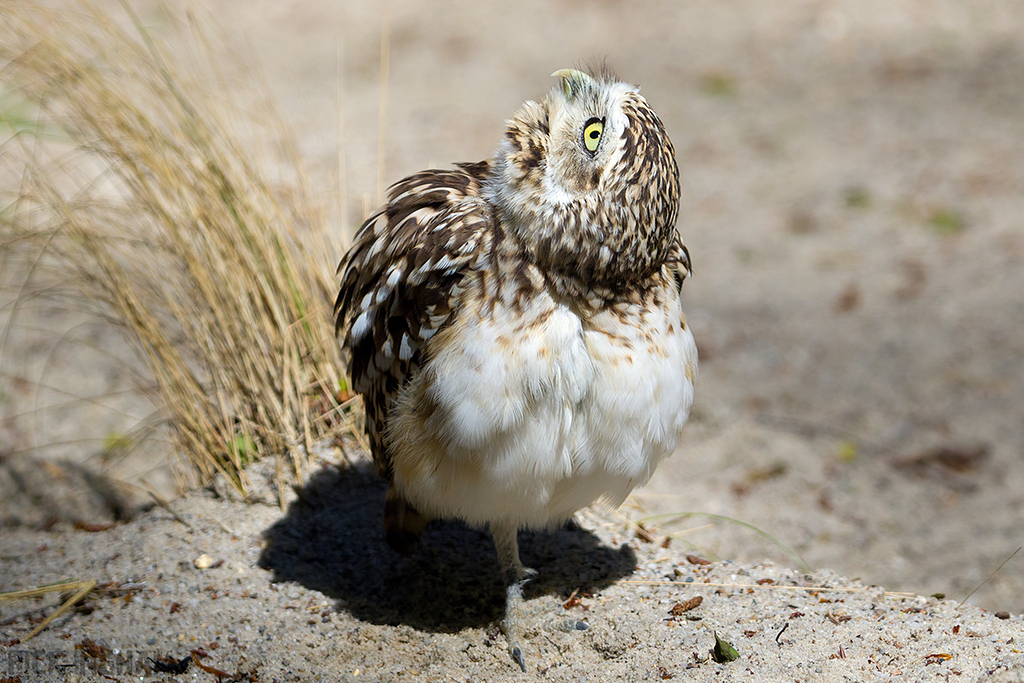 Burrowing Owl