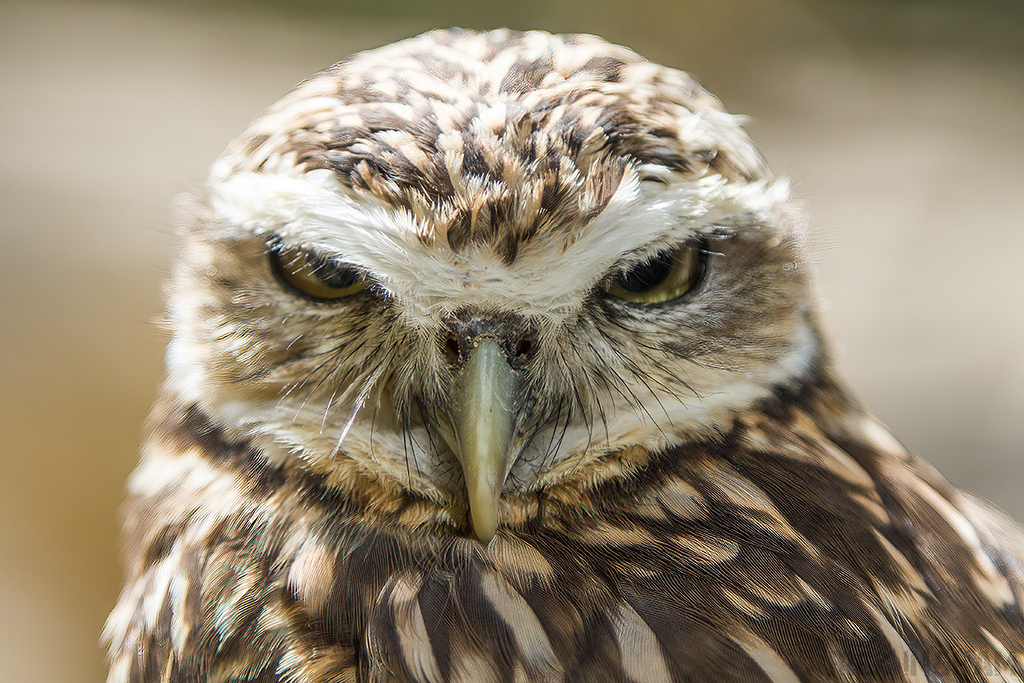 Burrowing Owl