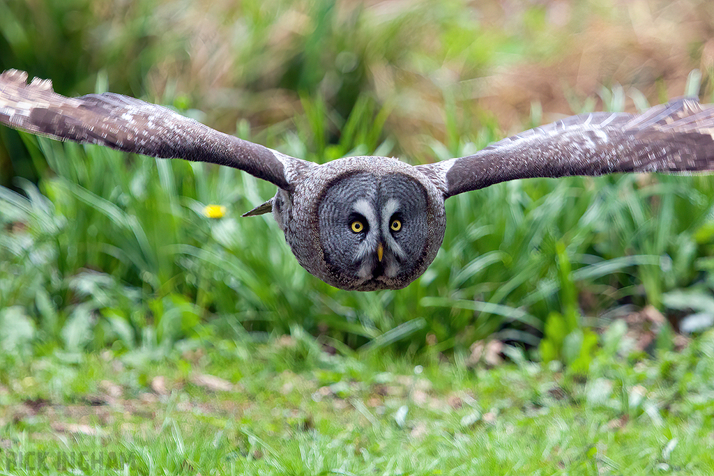 Great Grey Owl