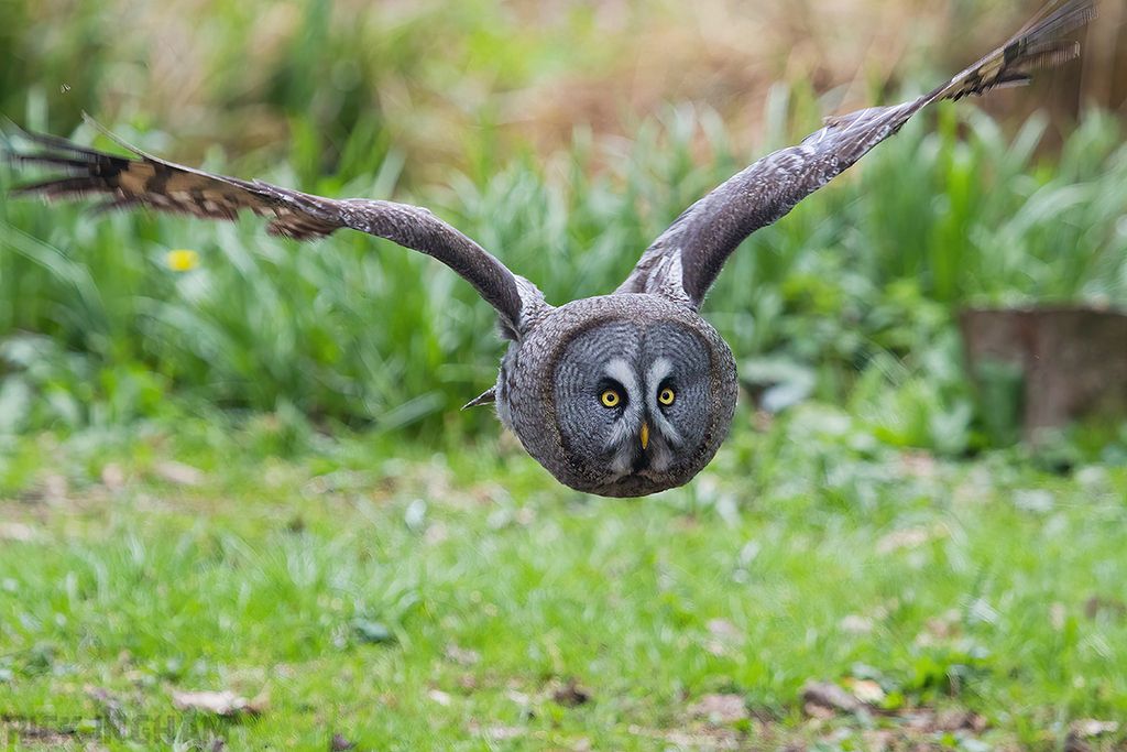 Great Grey Owl